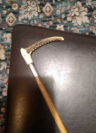 Horse   Cane