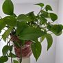 Home plant Image 2