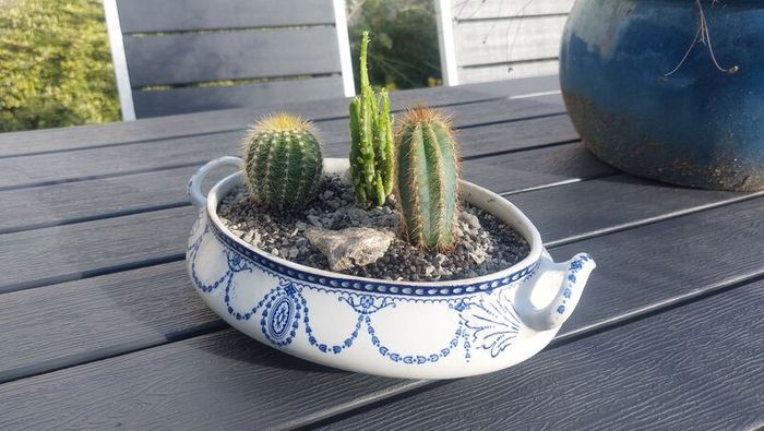 Fabulous Antique W. Adams Two-Handled Tureen with Cacti Garden - A Fabulous Unique and Decorative Item for Display Indoors