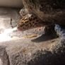 Leopard gecko terrarium Image 8