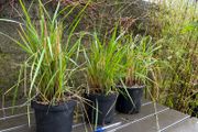 calamagrostis karl foerster - ornamental grass