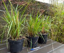 calamagrostis karl foerster - ornamental grass