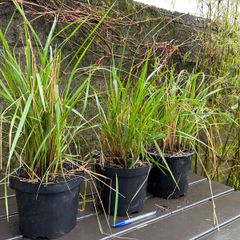 calamagrostis karl foerster - ornamental grass