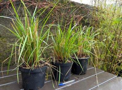 calamagrostis karl foerster - ornamental grass