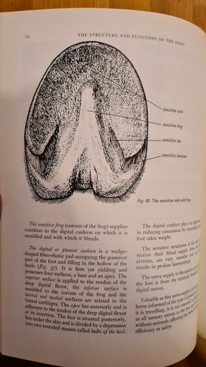 Farriery. A Complete Illustrated Guide. By John Hickman M. A. F. R. C. V. S. Large Volume Book. Hardback With Dustjacket In Very Good Condition.