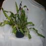 orchid cacti. Image 3