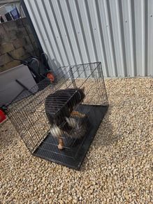 dog crate