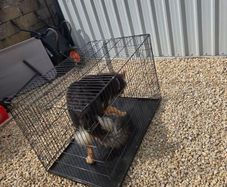 dog crate