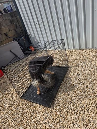 dog crate