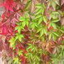 3 Virginia Creeper Plants Image 7