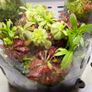 Aqua-Art VivoVerde Microterrarium with insectivorous plants 2L - ver1 Image 3