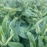 Organic Russian Comfrey #Bocking 14 Image 5