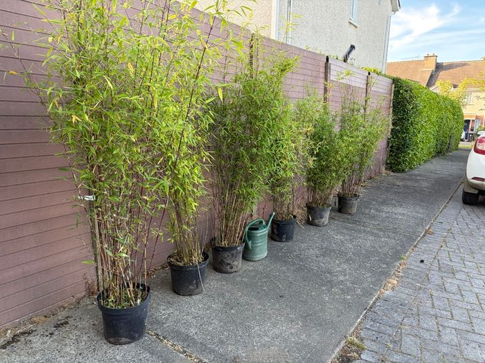 large clumping bamboos