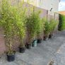 large clumping bamboos Image 5