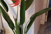 Large artificial plant