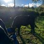 3 bulls Image 2