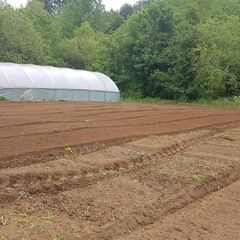 Market garden