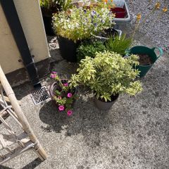 plants and pots plus shovel