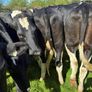 Incalf heifers Image 7