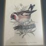 Vintage bird prints by the British wildlife artist David Andrews Image 2