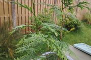 Plant