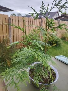 Thuja