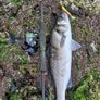 fishing lure Image 7