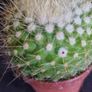 Notocactus Image 2