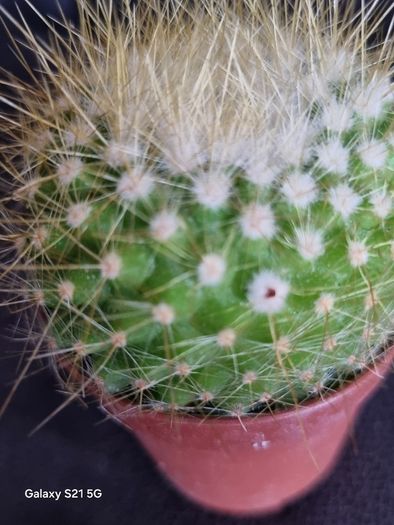Notocactus