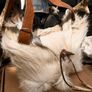 Handcrafted Goat Hide Bag Unusual Image 4