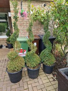 Buxus Sempervirens