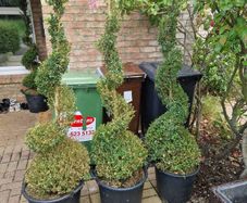 Buxus Sempervirens