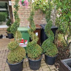 Buxus Sempervirens