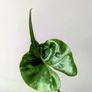 Alocasia Stingeray Plant Image 2