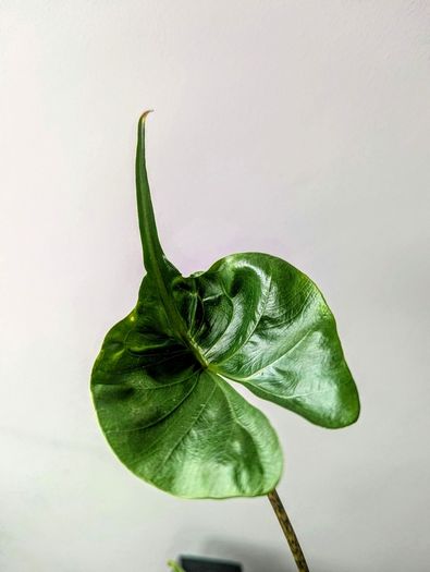 Alocasia Stingeray Plant