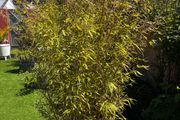 Bamboo