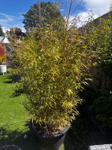 Bamboo