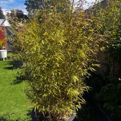 Bamboo