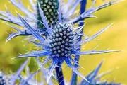 Eryngium planum 'Blue eryngo' (Sea Holly)