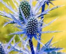 Eryngium planum 'Blue eryngo' (Sea Holly)