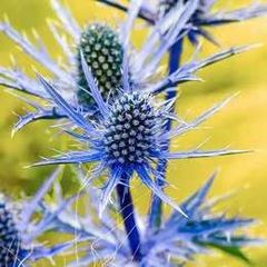 Eryngium planum 'Blue eryngo' (Sea Holly)