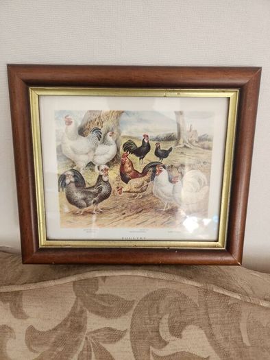 Beautiful Poltry Print Nicely Framed In Good Condition. See Photos For Same.