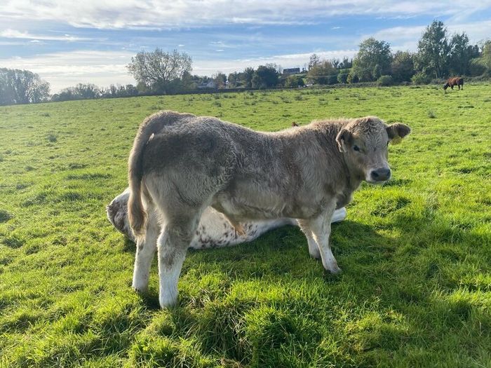 Organic weanlings Elphin Mart