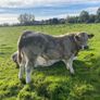Organic weanlings Elphin Mart Image 2