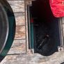 Bbq Image 5
