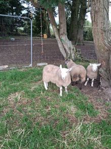Lambs
