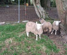 Lambs