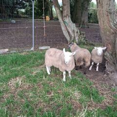 Lambs