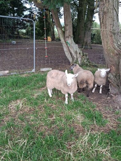 Lambs