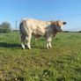 PBR Charolais bulls Image 3